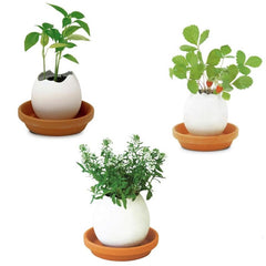 Mini Desktop Pot Eggs Shape Mini Desktop Pot Eggs Shape