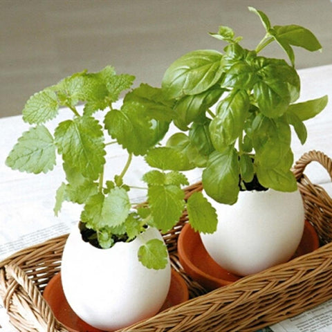 Mini Desktop Pot Eggs Shape