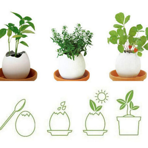 Mini Desktop Pot Eggs Shape