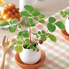 Mini Desktop Pot Eggs Shape